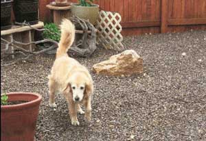 TashaScan0011b resized