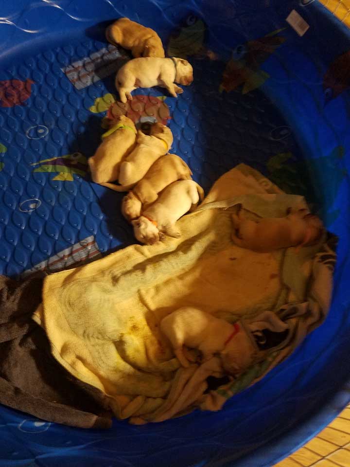 006-puppies-nursing-20220605_142852.jpg