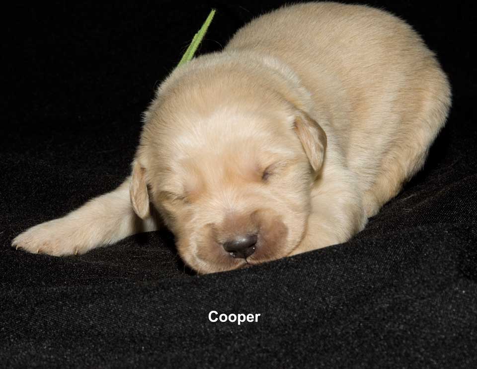 009-Cooper_5915.jpg