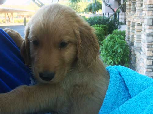 RAGofAZ-Puppy-Charlie-1