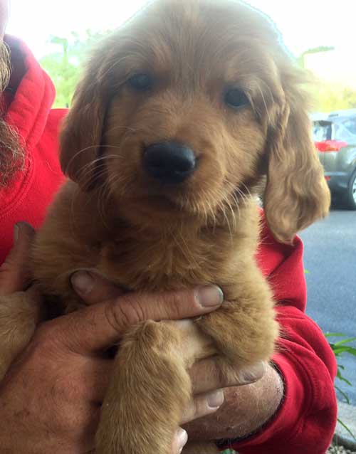 RAGofAZ-Puppy-Carly-release