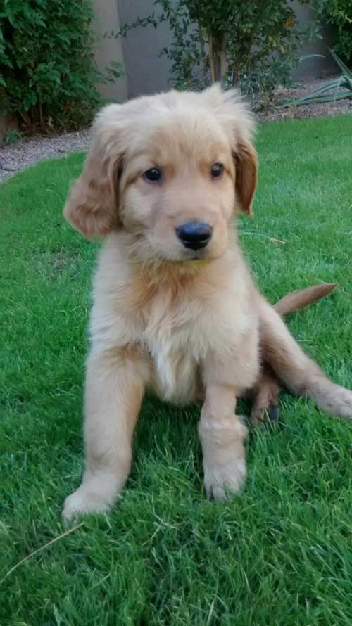 RAGofAZ-puppy-Charlie-home