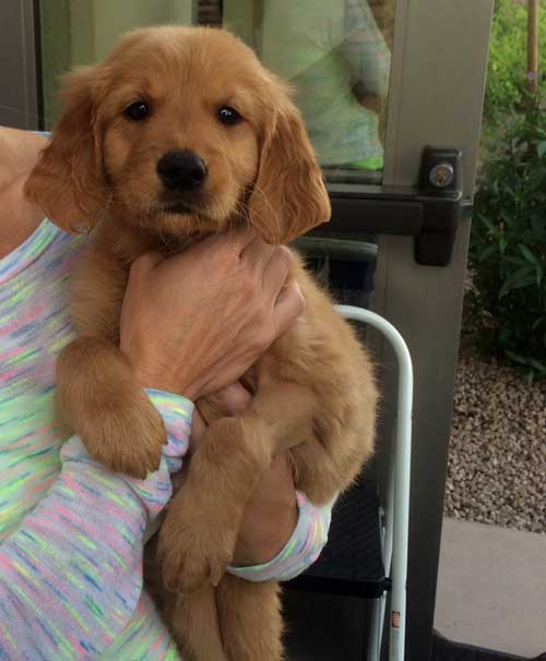 RAGofAZ-puppy-Molly-release