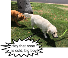 Lou and Mikey cold nose