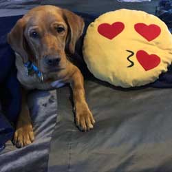 21-011 Goldie now Diego