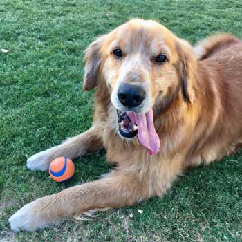 21-021 Golden now known as Teddy