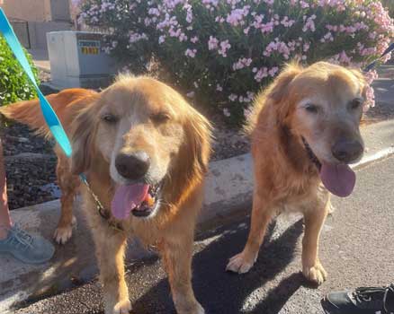 21 021 Golden now Teddy 2medium IMG 0459