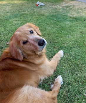 21 021 Golden now Teddy 3 medium IMG 5018