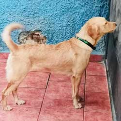 22-001 Hope now Goldie