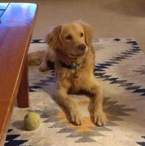 22-003 Toby now Santo