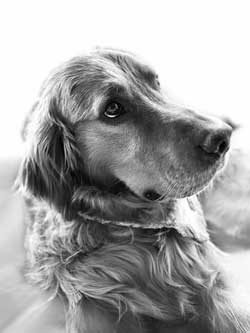 22 065 Cole now Clyde2