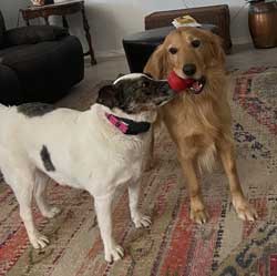 22-073 Milo now Mijo