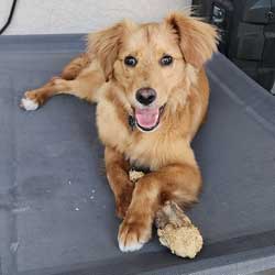 22-079 Goldie now Millie