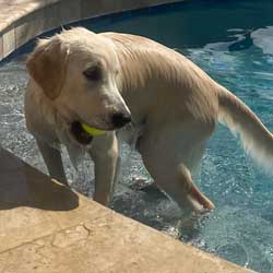 23-021 Ginger now Harper