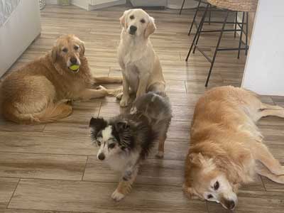 22 086 Ginger now Harper1