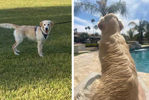 22 086 Ginger now Harper2