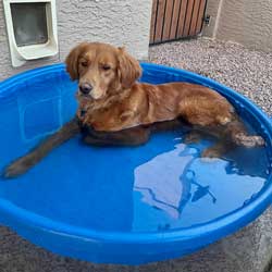 23-022 Celina now Rose