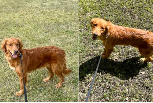 23 022 Celina now Rose2