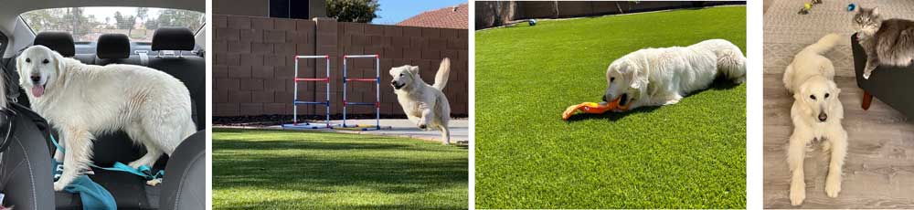 23 024 Alfalfa now Charlie2